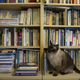 Illustration for article titled Welcome to the purr-perplexing literary world of cat mysteries